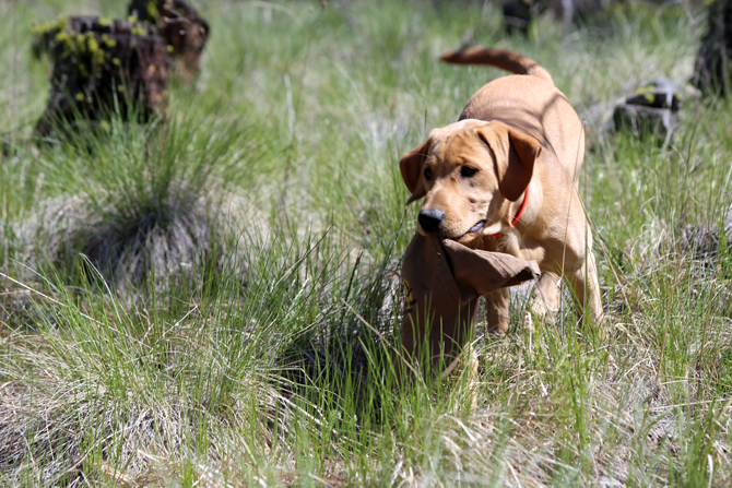 Kamloops Search and Rescue dog dies after battle with cancer