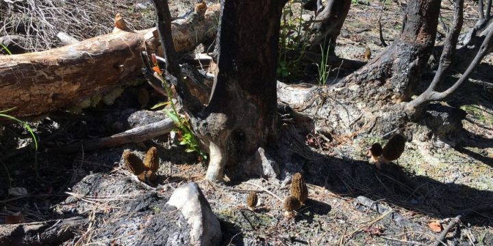 Phenomenal numbers of mushroom pickers flock to BC in June