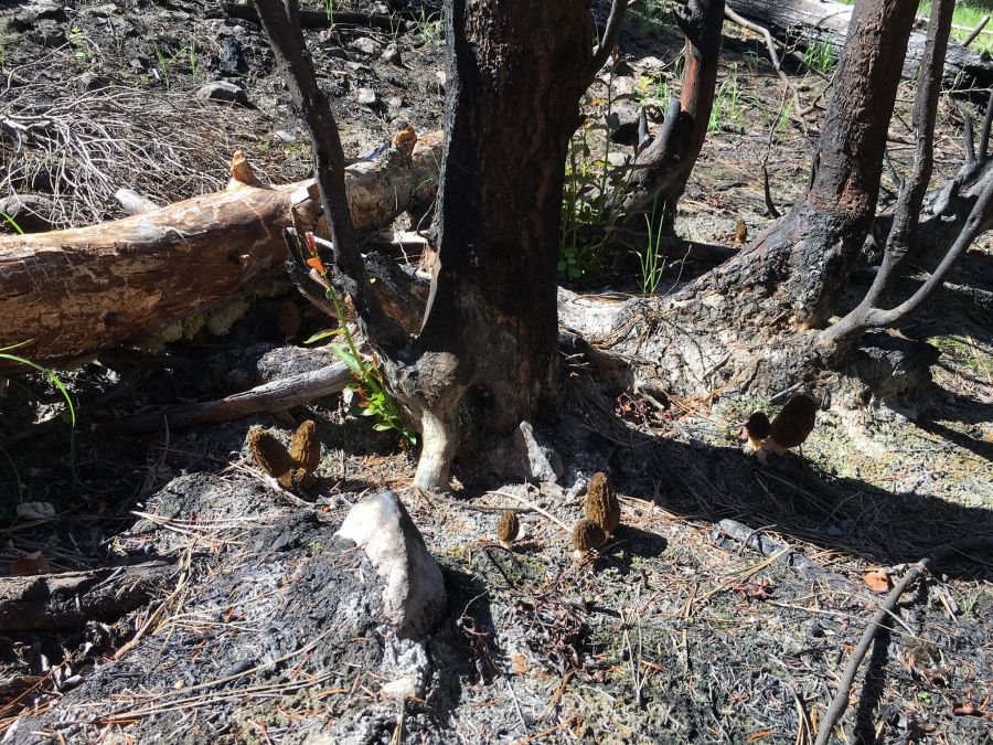 Phenomenal numbers of mushroom pickers flock to BC in June