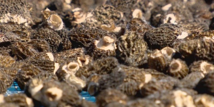 Weekend rescue prompts search-crew warning to mushroom pickers seeking bumper B.C. crop