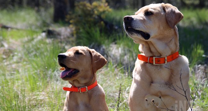 Search dog training camp taking place in Kamloops
