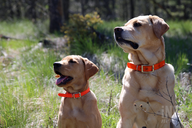 Search dog training camp taking place in Kamloops