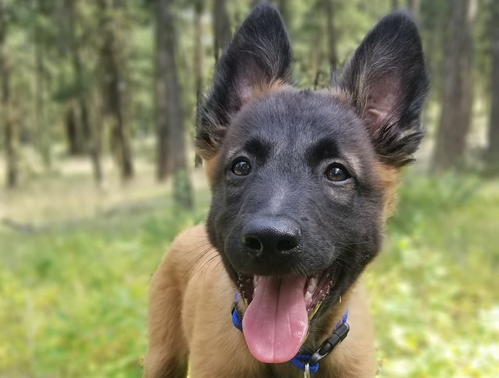 Future Kamloops Search and Rescue puppy gets a name